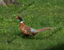 Pheasant0006